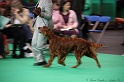 Crufts2011 038